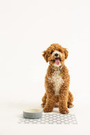 Mason Cash Colour Mix Grey Stoneware Dog Bowl, 15 cm