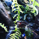 Seachem Prime Fresh & Saltwater Conditioner – Chemical Remover & Detoxifier 20L / 5.3 gal