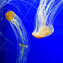 Seachem Prime Fresh & Saltwater Conditioner – Chemical Remover & Detoxifier 20L / 5.3 gal