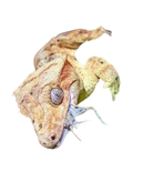 Josh's Frogs 1/2" Banded Crickets (500 Count)