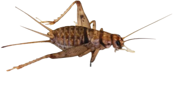Josh's Frogs 3/4" Banded Crickets (1000 Count)