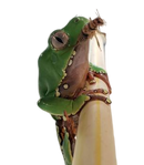 Josh's Frogs 3/4" Banded Crickets (1000 Count)