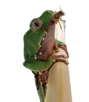 Josh's Frogs 3/4" Banded Crickets (1000 Count)