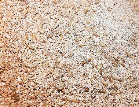 Josh's Frogs Mealworm & Superworm Wheat Bran Bedding and Food Source (5 Quarts)