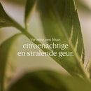 L'Occitane Verbena Shower Gel Refill 500ml Citrus Scented Vegan