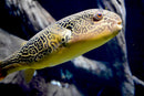 Malawi Victoria Buffer Aquarium Water Conditioner 600g