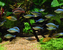 Alkaline Buffer Aquarium Water Conditioner 300g