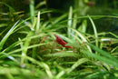 Flourish Aquarium Plant Supplement 100ml
